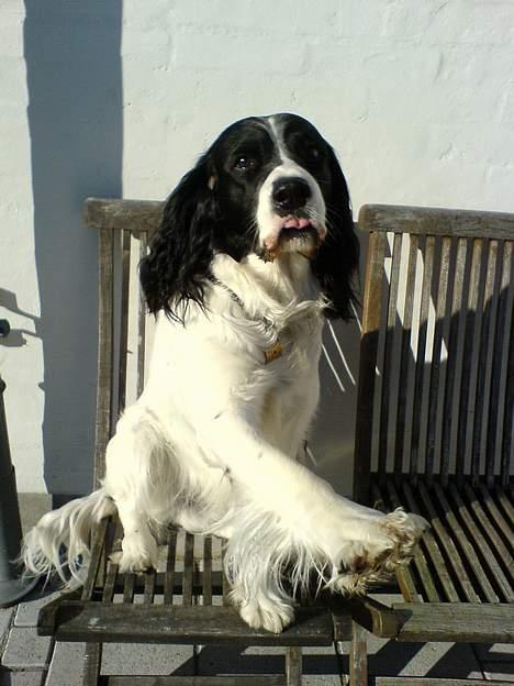 Field Trial spaniel Max - Jeg ELSKER at blive holdt i poten og få opmærksomhed!! billede 8