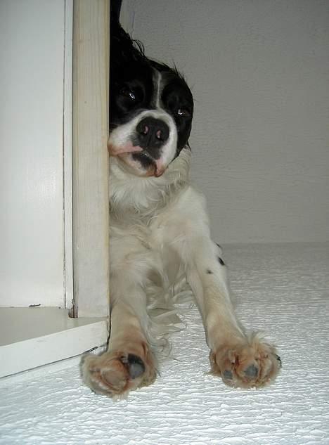 Field Trial spaniel Max - Øh... hvilken vej skal billedet vende?? billede 9