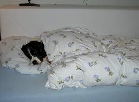 Field Trial spaniel Max - Det er nu engang bedst at ligge i en dejlig varm seng... billede 10