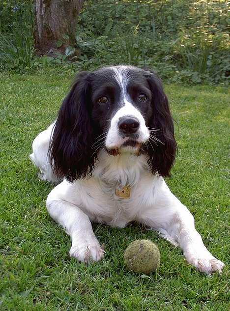 Field Trial spaniel Max - Er der ikke nok nogen, der vil lege med mig? billede 11