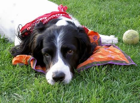 Field Trial spaniel Max - Nogle gange har man brug for en lille slapper efter al den legen rundt!! billede 12