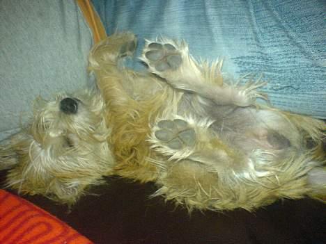 Blanding af racer Tulle - Jeg får mig lige en lille lur ZZZZzzzZZZ billede 1