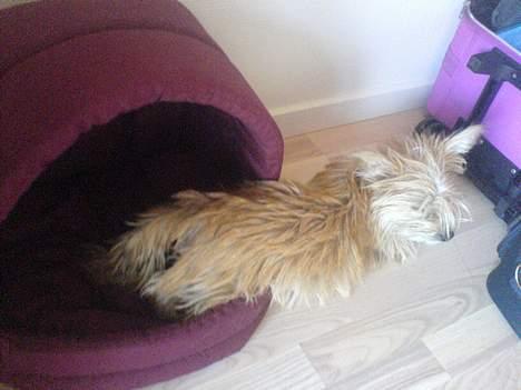 Blanding af racer Tulle - Det blev lige lidt for varmt i min kurv. ZZZZZzzzZZZ billede 2