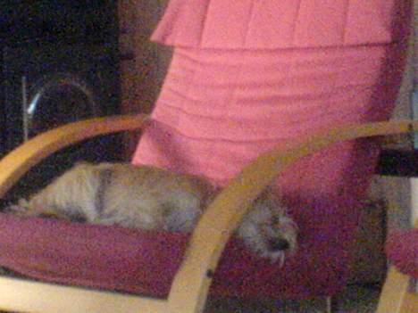 Blanding af racer Tulle - sove sove sove jeg elske at sove. billede 3