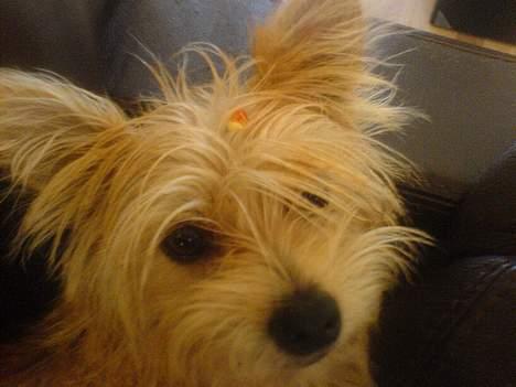 Blanding af racer Tulle - jeg har hvis lige fået noget i håret billede 4