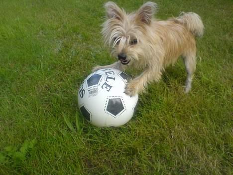 Blanding af racer Tulle - det er sjovt at spille bold, den er bare lidt stor billede 5