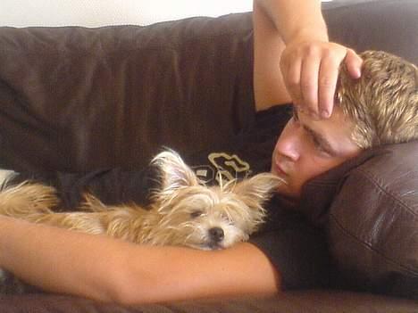 Blanding af racer Tulle - ligger lige og hygger med min far billede 6