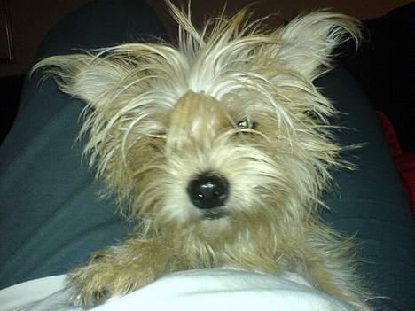 Blanding af racer Tulle - Er jeg ikke sød??? billede 7