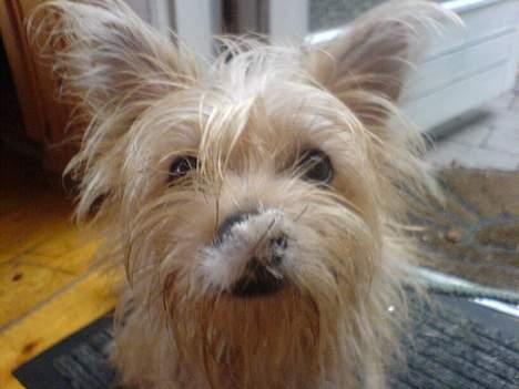 Blanding af racer Tulle - sidder der noget på min næse????? :) billede 8