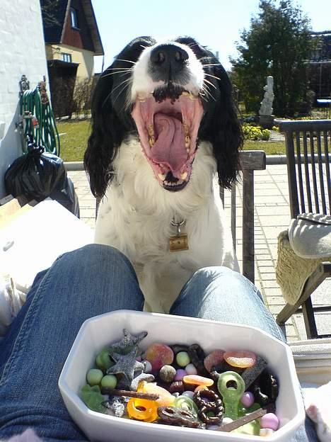 Field Trial spaniel Max - Jeg elsker at tigge, men nogle gange kan der godt gå lidt lang tid, før jeg får min vilje..... GAB..... billede 13