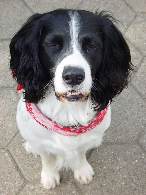 Field Trial spaniel Max - Selvom jeg normalt er meget fotogen, kan jeg stadig godt have mine dårlige dage... hi hi.... billede 14