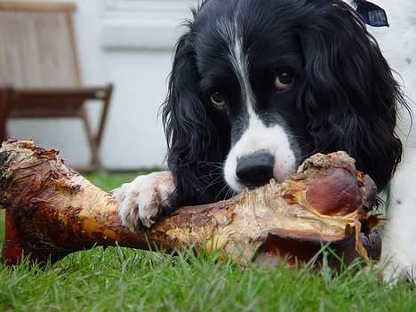Field Trial spaniel Max - Jeg ELSKER et dejlig stort, friskt kødben! billede 15