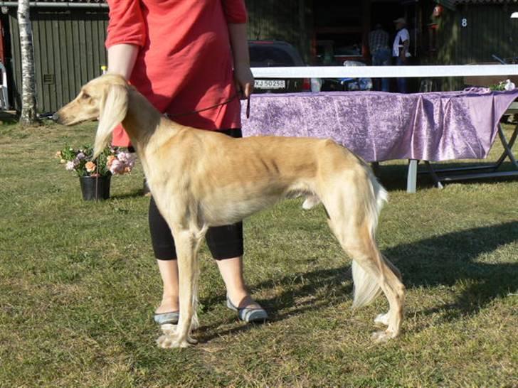 Saluki Qhandahar - til udstilling i Randbøldal - billedet blev taget sidst på dagen og han var så træt at jeg måtte holde hans hoved oppe. billede 5