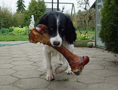 Field Trial spaniel Max - Nogle gange kan det godt være en smule svært at slæbe rundt på sådan et stort kødben... billede 16