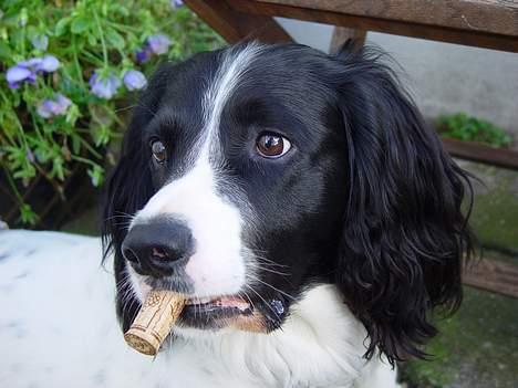 Field Trial spaniel Max - Jeg kan godt lide at snuppe ting som jeg ikke må. billede 17