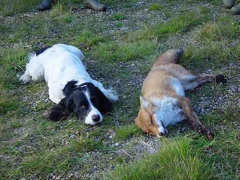 Field Trial spaniel Max - Her er jeg færdig med en veloverstået jagt - jeg kan endda godt enes med byttet! billede 18