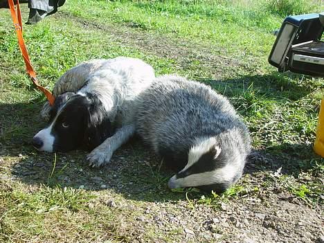 Field Trial spaniel Max - Her ligger jeg sammen med min ven grevlingen og nyder, at jagten er forbi. (Der er desværre ikke så meget liv i den) billede 19
