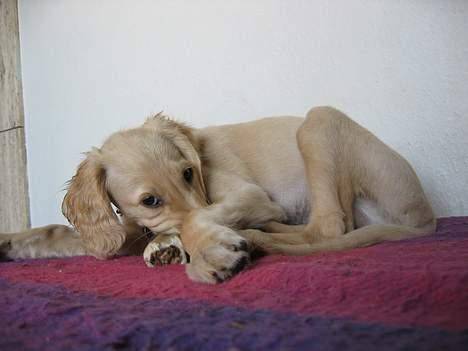 Saluki Qhandahar - hov det var vist ikke din - godt Faih´dan er udenfor... billede 6