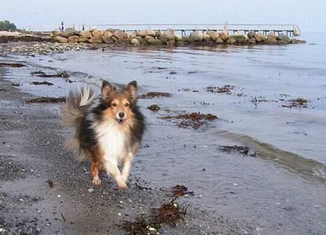 Shetland sheepdog Diva - En lykkelig hund ved Bøsøre okt 06 billede 8