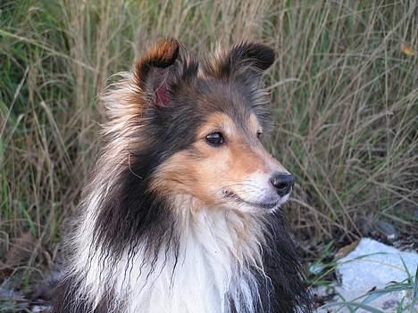 Shetland sheepdog Diva - Diva, okt 06 billede 9