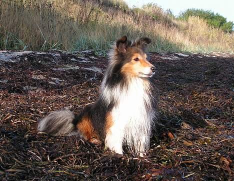 Shetland sheepdog Diva - Bøsøre, okt 06 billede 10