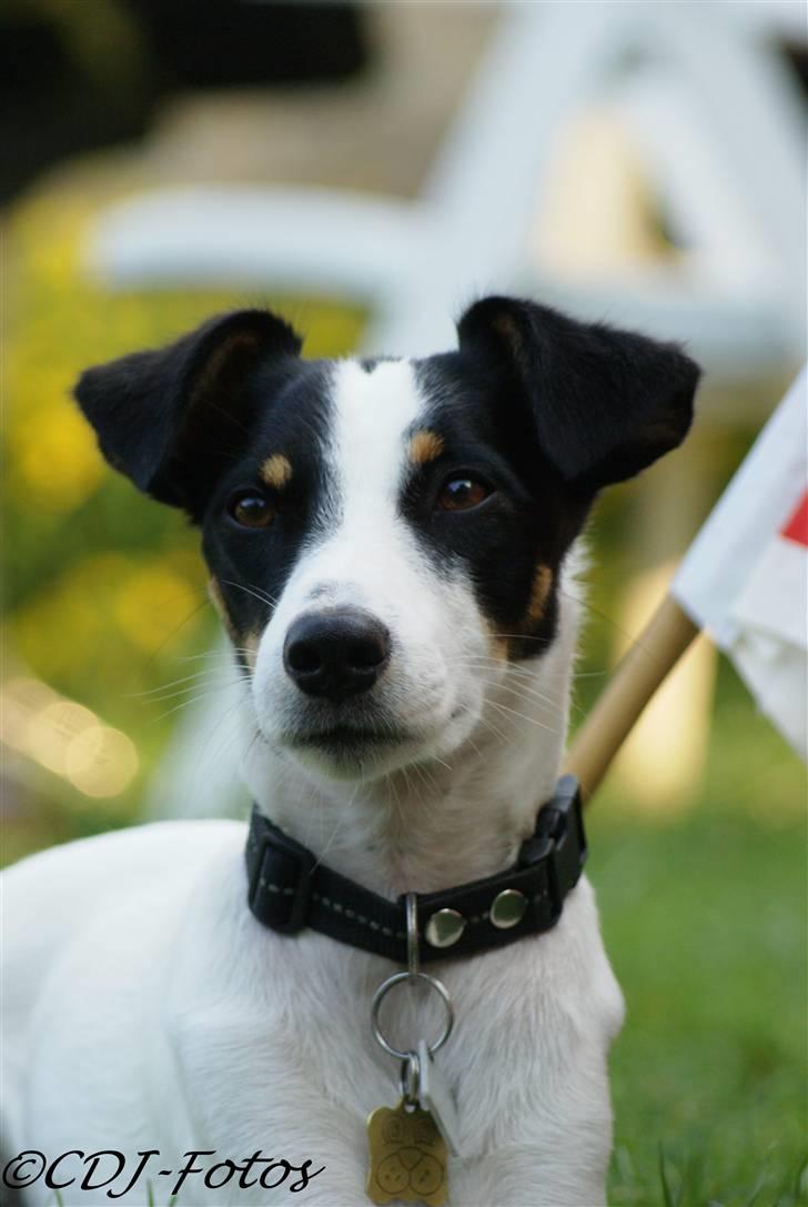 Dansk svensk gaardhund Luca - Velkommen folk og fæ, til dennes skønne hunds profil. Se billederne igennem og skriv en kommentar :D billede 1