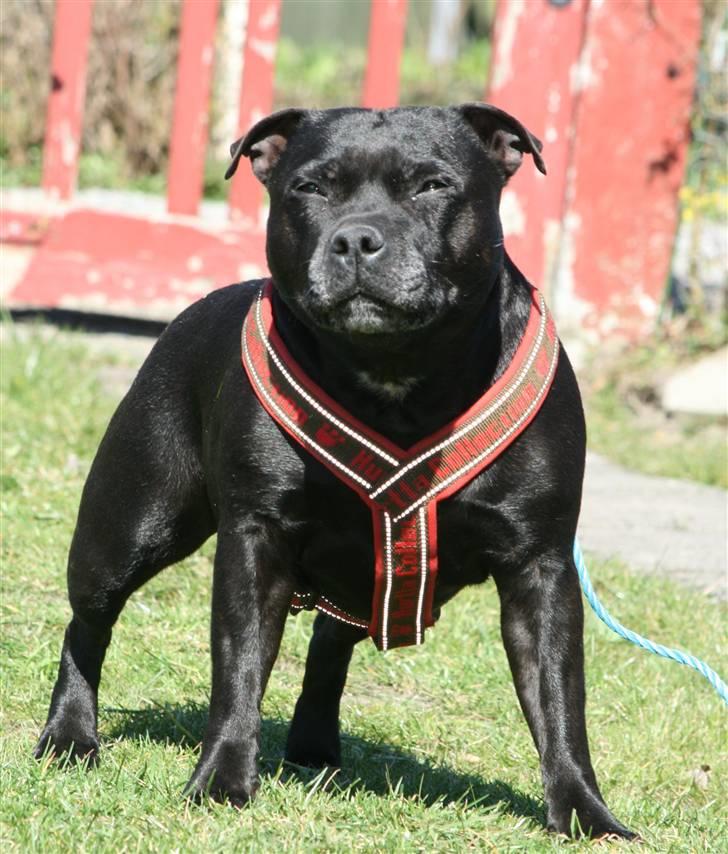 Staffordshire bull terrier Mille - NYT 7år billede 14