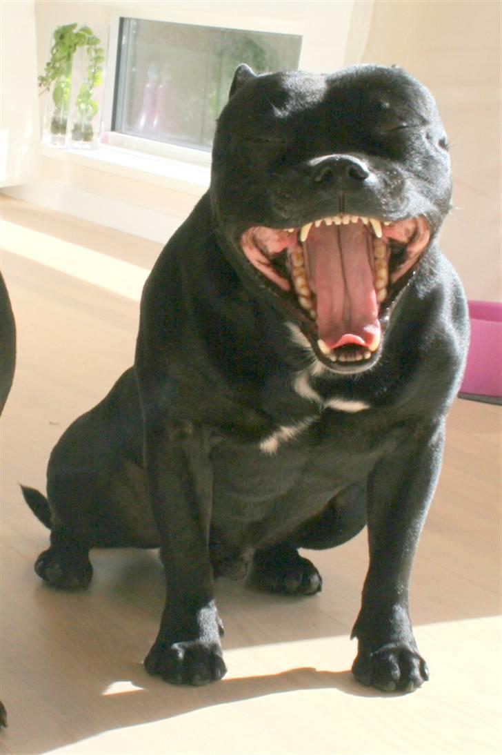 Staffordshire bull terrier Manse - Gaaaaaab!! billede 18