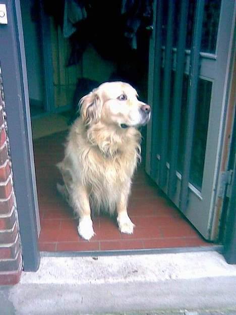 Golden retriever Leregårdens Unusual Uwe  billede 11