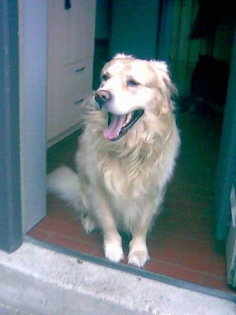 Golden retriever Leregårdens Unusual Uwe  billede 12