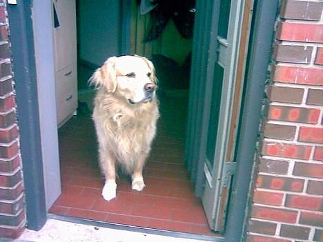 Golden retriever Leregårdens Unusual Uwe  billede 13