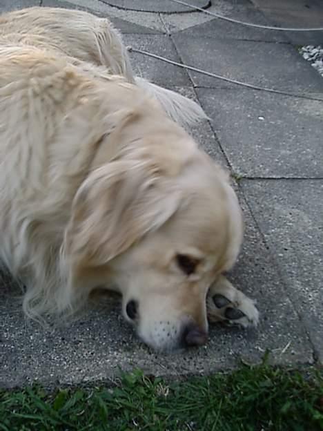 Golden retriever Leregårdens Unusual Uwe  billede 14