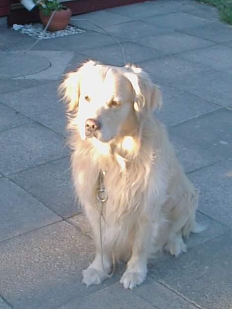 Golden retriever Leregårdens Unusual Uwe  billede 15