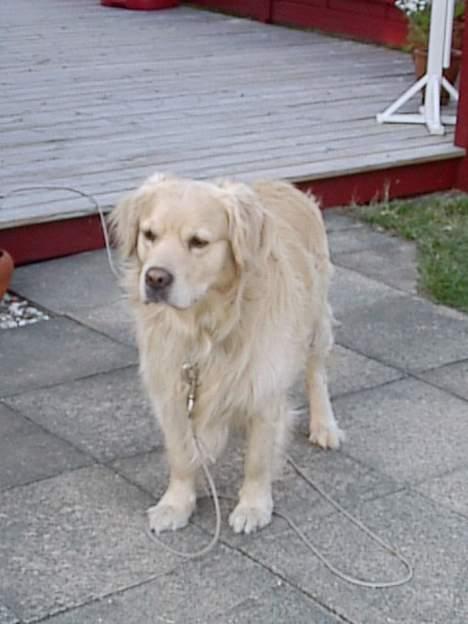 Golden retriever Leregårdens Unusual Uwe  billede 16