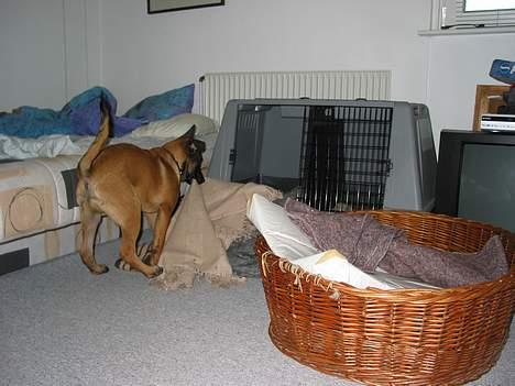 Malinois Søholms Cody  * DØD * - 15/10-06: Cody synes ikke han har nok tæpper i sit bur !!! billede 3