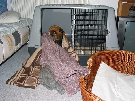 Malinois Søholms Cody  * DØD * - 15/10-06: - Så han huggede ALLE tæpperne fra Tikkis kurv  :o) billede 4