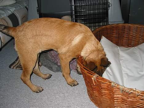 Malinois Søholms Cody  * DØD * - 15/10-06: ... og tjekkede lige en ekstra gang at han havde hugget ALT hvad der var værd at hugge fra Tikkis kurv  *GGG* billede 5