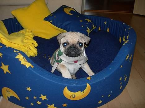 Mops Diablo - *taget d. 15/10* Så har Diablo lige fået han super dejlige nye seng. den er lavet af Pernille der også er her på HG med Tøsen.  billede 15