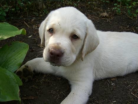 Labrador retriever Gustav - Her er jeg lige kommet hjem. 8 uger. billede 1