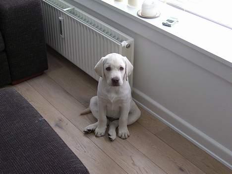 Labrador retriever Gustav billede 2