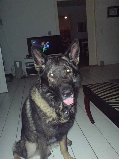 Schæferhund Arko - Modella billede 1