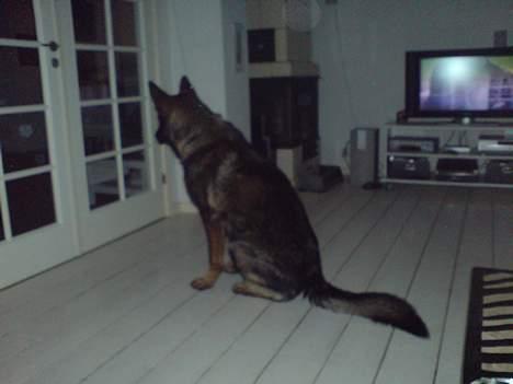 Schæferhund Arko - Så holder jeg lige øje billede 2