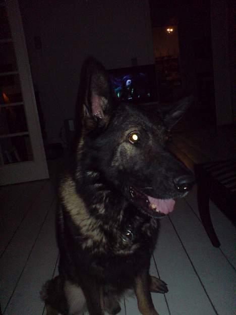 Schæferhund Arko billede 3