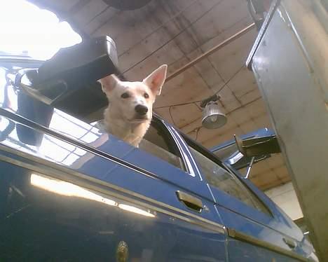 Hvid schæfer Bulder er Død billede 11