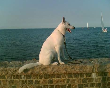 Hvid schæfer Bulder er Død billede 12