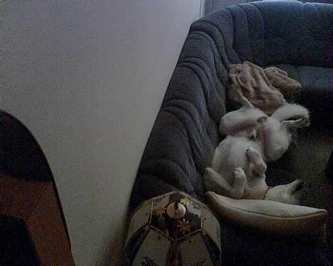 Hvid schæfer Bulder er Død billede 13