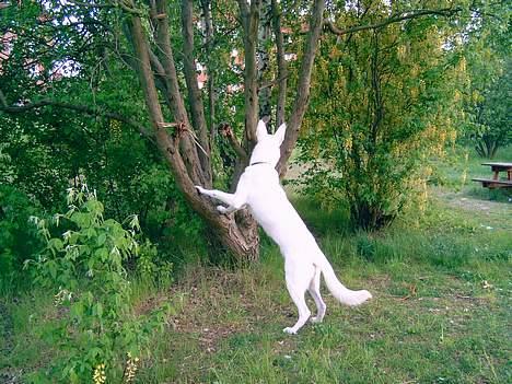 Hvid schæfer Bulder er Død billede 14