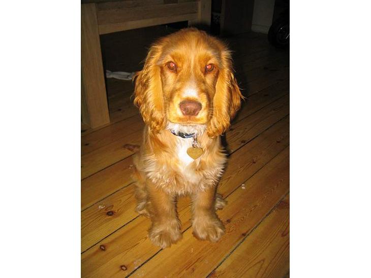 Cocker spaniel Nala billede 1