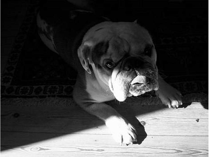 {{currentPhoto.altText}} billede {{currentPhoto.number}}