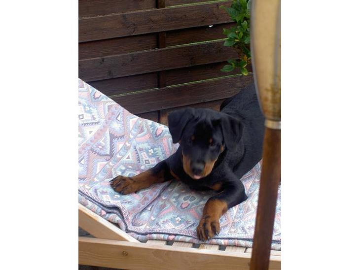 Rottweiler Basse (aflivet 18/1-07) billede 1